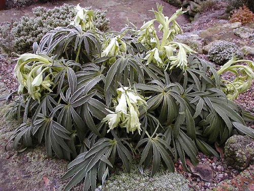 Helleborus foetidus